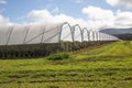 Blueberry farm, general view. Royalty Free Stock Photo